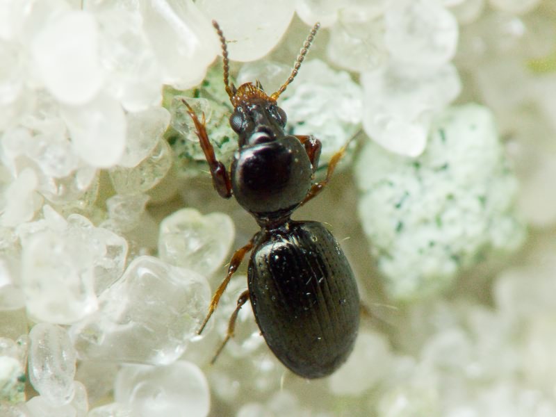 Dyschirius Bonelli, 1810